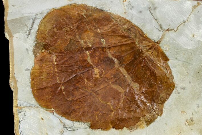 Fossil Leaf (Zizyphoides) - Montana #113245